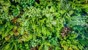 Mur végétal intérieur : beau mais aussi isolant et économe en énergie