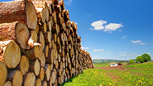 Le bois de chauffage en grume, une chaleur écologique